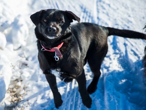 MIKAELA MACKENZIE / WINNIPEG FREE PRESS
A dog named "Lucky" on the Chemawawin Reserve, Manitoba on Friday, Feb. 23, 2018. 
180223 - Friday, February 23, 2018.