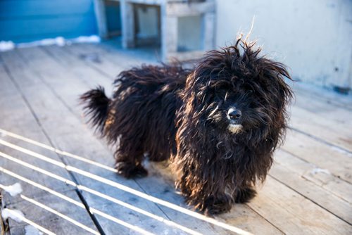 MIKAELA MACKENZIE / WINNIPEG FREE PRESS
A dog named "Curly" on the Chemawawin Reserve, Manitoba on Friday, Feb. 23, 2018. 
180223 - Friday, February 23, 2018.