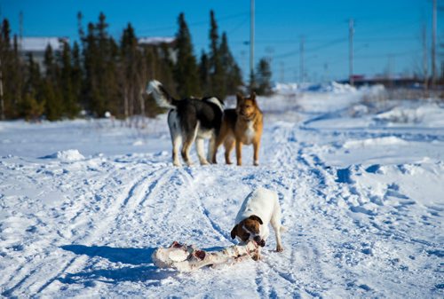 MIKAELA MACKENZIE / WINNIPEG FREE PRESS
Dogs roam the Chemawawin Reserve, Manitoba on Friday, Feb. 23, 2018. 
180223 - Friday, February 23, 2018.