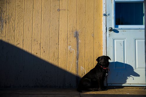 MIKAELA MACKENZIE / WINNIPEG FREE PRESS
A dog named "Lucky" on the Chemawawin Reserve, Manitoba on Friday, Feb. 23, 2018. 
180223 - Friday, February 23, 2018.