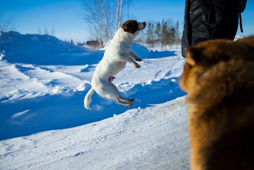 MIKAELA MACKENZIE / WINNIPEG FREE PRESS
Dogs roam the Chemawawin Reserve, Manitoba on Friday, Feb. 23, 2018. 
180223 - Friday, February 23, 2018.