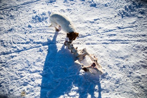 MIKAELA MACKENZIE / WINNIPEG FREE PRESS
Dogs roam the Chemawawin Reserve, Manitoba on Friday, Feb. 23, 2018. 
180223 - Friday, February 23, 2018.