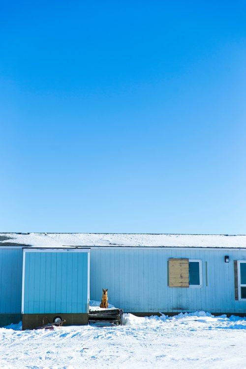 MIKAELA MACKENZIE / WINNIPEG FREE PRESS
A dog stands sentry on the Chemawawin Reserve, Manitoba on Friday, Feb. 23, 2018. 
180223 - Friday, February 23, 2018.