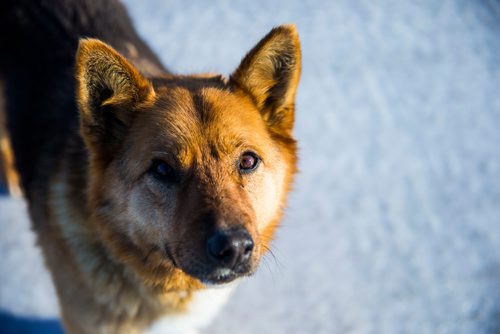 MIKAELA MACKENZIE / WINNIPEG FREE PRESS
Dogs roam the Chemawawin Reserve, Manitoba on Friday, Feb. 23, 2018. 
180223 - Friday, February 23, 2018.