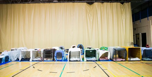 MIKAELA MACKENZIE / WINNIPEG FREE PRESS
Kennels are set up and ready to take dogs in the school gym for the spay and neuter clinic on the Chemawawin First Nation Reserve, Manitoba on Saturday, Feb. 24, 2018. Many Northern Manitoban communities have problems with stray dog overpopulation, and initiatives like these aim to reduce their numbers in a humane way while increasing the quality of life for dogs and humans.
180224 - Saturday, February 24, 2018.