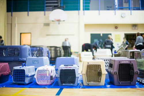 MIKAELA MACKENZIE / WINNIPEG FREE PRESS
The Manitoba Underdogs Association runs a dog spay and neuter clinic on the Chemawawin First Nation Reserve, Manitoba on Saturday, Feb. 24, 2018. Many Northern Manitoban communities have problems with stray dog overpopulation, and initiatives like these aim to reduce their numbers in a humane way while increasing the quality of life for dogs and humans.
180224 - Saturday, February 24, 2018.