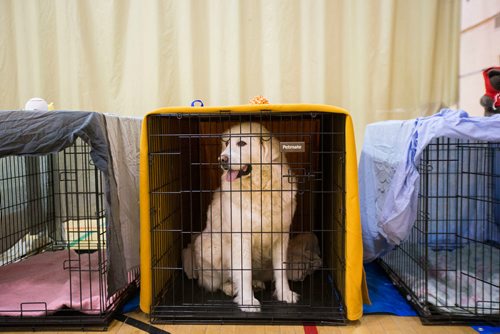 MIKAELA MACKENZIE / WINNIPEG FREE PRESS
Cotton waits to be spayed at the Manitoba Underdogs Association spay and neuter clinic on the Chemawawin First Nation Reserve, Manitoba on Saturday, Feb. 24, 2018. Many Northern Manitoban communities have problems with stray dog overpopulation, and initiatives like these aim to reduce their numbers in a humane way while increasing the quality of life for dogs and humans.
180224 - Saturday, February 24, 2018.