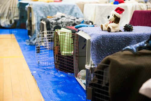 MIKAELA MACKENZIE / WINNIPEG FREE PRESS
Kennels are set up and ready to take dogs in the school gym for the spay and neuter clinic on the Chemawawin First Nation Reserve, Manitoba on Saturday, Feb. 24, 2018. Many Northern Manitoban communities have problems with stray dog overpopulation, and initiatives like these aim to reduce their numbers in a humane way while increasing the quality of life for dogs and humans.
180224 - Saturday, February 24, 2018.