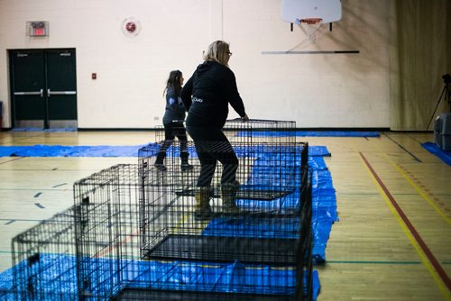 MIKAELA MACKENZIE / WINNIPEG FREE PRESS
The Manitoba Underdogs Association sets up for a dog spay and neuter clinic in the school gym on the Chemawawin Reserve, Manitoba on Friday, Feb. 23, 2018. Many Northern Manitoban communities have problems with stray dog overpopulation, and initiatives like these aim to reduce their numbers in a humane way while increasing the quality of life for dogs and humans.
180223 - Friday, February 23, 2018.