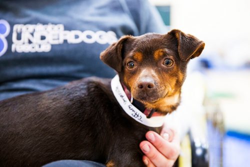 MIKAELA MACKENZIE / WINNIPEG FREE PRESS
The Manitoba Underdogs Association runs a dog spay and neuter clinic on the Chemawawin First Nation Reserve, Manitoba on Saturday, Feb. 24, 2018. This dog was so bloated they had assumed she was pregnant, but once Dr. Keri Hudson Reykdal opened her up to be spayed it became apparent that it was a large quantity of hot dogs that had caused the distended stomach.
180224 - Saturday, February 24, 2018.