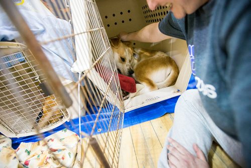 MIKAELA MACKENZIE / WINNIPEG FREE PRESS
Manitoba Underdogs Association volunteer Orah Moss ensures that a dog wakes up after its surgery at a spay and neuter clinic on the Chemawawin First Nation Reserve, Manitoba on Saturday, Feb. 24, 2018. Many Northern Manitoban communities have problems with stray dog overpopulation, and initiatives like these aim to reduce their numbers in a humane way while increasing the quality of life for dogs and humans.
180224 - Saturday, February 24, 2018.