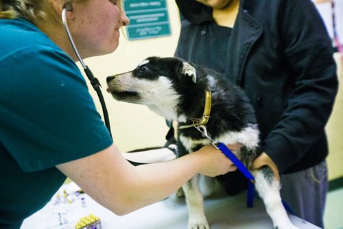 MIKAELA MACKENZIE / WINNIPEG FREE PRESS
Vet tech Laura Vanderveen vaccinates dogs on the Chemawawin First Nation Reserve, Manitoba on Saturday, Feb. 24, 2018. Many Northern Manitoban communities have problems with stray dog overpopulation, and initiatives like these aim to reduce their numbers in a humane way while increasing the quality of life for dogs and humans.
180224 - Saturday, February 24, 2018.