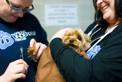 MIKAELA MACKENZIE / WINNIPEG FREE PRESS
Manitoba Underdogs volunteers Jill Bruneau (left) and Jasmyn Monkan trim a nervous chihuahua's nails at dog spay and neuter clinic on the Chemawawin First Nation Reserve, Manitoba on Saturday, Feb. 24, 2018. Many Northern Manitoban communities have problems with stray dog overpopulation, and initiatives like these aim to reduce their numbers in a humane way while increasing the quality of life for dogs and humans.
180224 - Saturday, February 24, 2018.