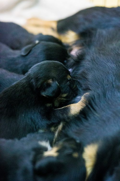MIKAELA MACKENZIE / WINNIPEG FREE PRESS
A mother and her litter of puppies is surrendered to the Manitoba Underdogs Association at on the Chemawawin First Nation Reserve, Manitoba on Saturday, Feb. 24, 2018. Many community members are not able to properly take care of their animals on the reserve, so giving them up to be adopted is often a healthier option.
180224 - Saturday, February 24, 2018.