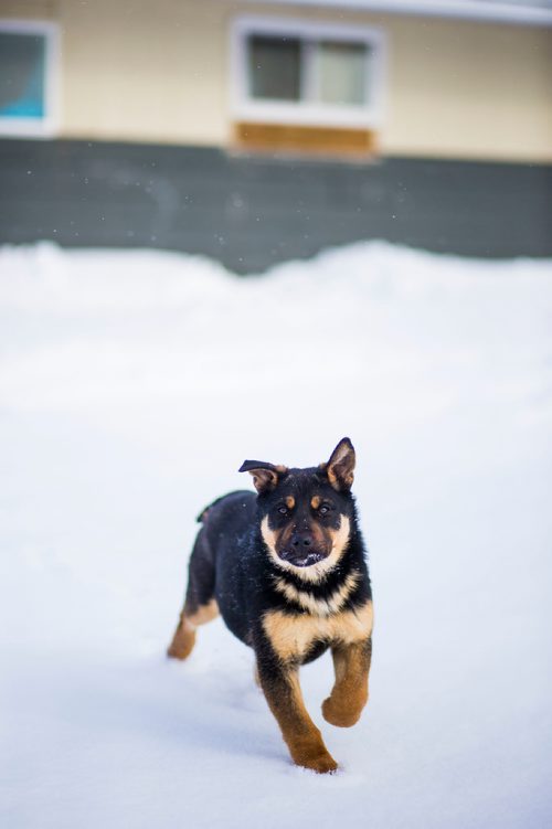 MIKAELA MACKENZIE / WINNIPEG FREE PRESS
Dogs on the Chemawawin First Nation Reserve, Manitoba on Sunday, Feb. 25, 2018. 
180225 - Sunday, February 25, 2018.