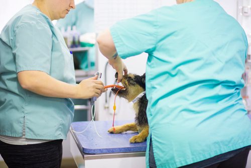 MIKAELA MACKENZIE / WINNIPEG FREE PRESS
Vet techs intubate a dog before surgery at a spay and neuter clinic on the Chemawawin First Nation Reserve, Manitoba on Sunday, Feb. 25, 2018. Many Northern Manitoban communities have problems with stray dog overpopulation, and initiatives like these aim to reduce their numbers in a humane way while increasing the quality of life for dogs and humans.
180225 - Sunday, February 25, 2018.