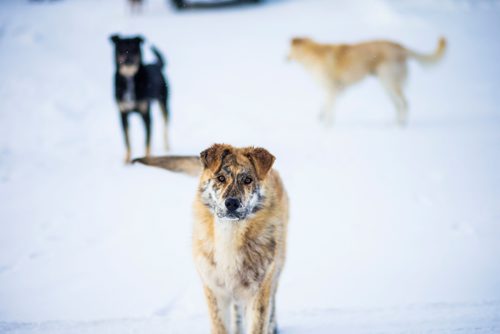 MIKAELA MACKENZIE / WINNIPEG FREE PRESS
Dogs on the Chemawawin First Nation Reserve, Manitoba on Sunday, Feb. 25, 2018. 
180225 - Sunday, February 25, 2018.