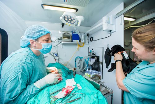 MIKAELA MACKENZIE / WINNIPEG FREE PRESS
Dr. Keri Hudson Reykdal (left) gives a quick inspection to a dog that vet tech Laura Vanderveen holds up on the Chemawawin First Nation Reserve, Manitoba on Saturday, Feb. 24, 2018. Many Northern Manitoban communities have problems with stray dog overpopulation, and initiatives like this spay and neuter clinic organized by the Manitoba Underdogs Association aim to reduce their numbers in a humane way while increasing the quality of life for dogs and humans.
180224 - Saturday, February 24, 2018.
