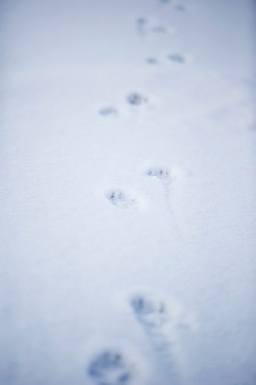 MIKAELA MACKENZIE / WINNIPEG FREE PRESS
Dogs prints in the snow on the Chemawawin First Nation Reserve, Manitoba on Sunday, Feb. 25, 2018. 
180225 - Sunday, February 25, 2018.