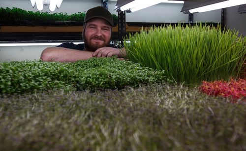 MIKE DEAL / WINNIPEG FREE PRESS
Joel Weber inside the small space at Fresh Forage a hydroponic growing company that is providing microgreens all year long to restaurants and is partnering with a Churchill company to grow greens in the North.
180307 - Wednesday, March 07, 2018.