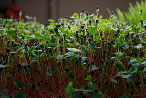 MIKE DEAL / WINNIPEG FREE PRESS
A tray of Buckwheat growing under bright lights inside the small space at Fresh Forage a hydroponic growing company that is providing microgreens all year long to restaurants and is partnering with a Churchill company to grow greens in the North.
180307 - Wednesday, March 07, 2018.
