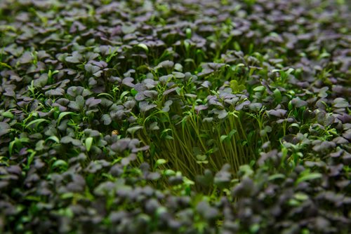 MIKE DEAL / WINNIPEG FREE PRESS
A tray of Red mustard growing under bright lights inside the small space at Fresh Forage a hydroponic growing company that is providing microgreens all year long to restaurants and is partnering with a Churchill company to grow greens in the North.
180307 - Wednesday, March 07, 2018.