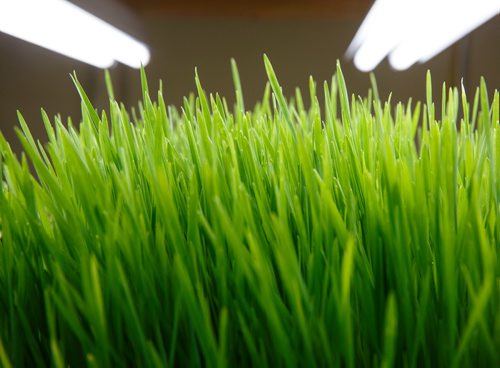MIKE DEAL / WINNIPEG FREE PRESS
A tray of Wheat grass growing under bright lights inside the small space at Fresh Forage a hydroponic growing company that is providing microgreens all year long to restaurants and is partnering with a Churchill company to grow greens in the North.
180307 - Wednesday, March 07, 2018.