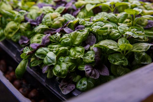 MIKE DEAL / WINNIPEG FREE PRESS
A tray of Basil mix growing under bright lights inside the small space at Fresh Forage a hydroponic growing company that is providing microgreens all year long to restaurants and is partnering with a Churchill company to grow greens in the North.
180307 - Wednesday, March 07, 2018.