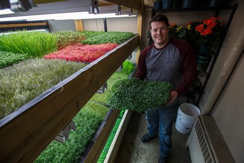 MIKE DEAL / WINNIPEG FREE PRESS
Jeff Penniston inside the small space at Fresh Forage a hydroponic growing company that is providing microgreens all year long to restaurants and is partnering with a Churchill company to grow greens in the North.
180307 - Wednesday, March 07, 2018.