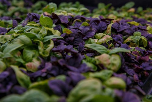 MIKE DEAL / WINNIPEG FREE PRESS
A tray of Basil mix growing under bright lights inside the small space at Fresh Forage a hydroponic growing company that is providing microgreens all year long to restaurants and is partnering with a Churchill company to grow greens in the North.
180307 - Wednesday, March 07, 2018.