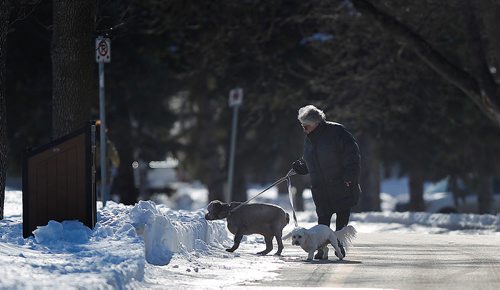 PHIL HOSSACK / WINNIPEG FREE PRESS - What's not to Smile about!!.  Barb Winestock and her two companions Ruby (larger and brown) and Ziggy (smaller and white) enjoy the warm sun on a stroll around North Kildonan Park Friday afternoon. Ruby fopund lots of interesting stuf emerging from the melting snow on the roadside.  Highs Friday were around 0C and after a low of -11C tonight tempertures will be above 0 for the weekend. - March 16, 2018