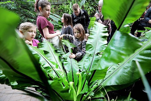 RUTH BONNEVILLE / WINNIPEG FREE PRESS

People flock to the Assiniboine Park Conservatory during its final days including this group of kids who look closely at new growth sprouting at the centre of leafy plant Wednesday.

The public has just over two months to say goodbye to the Assiniboine Park Conservatory.

The conservatory, which park officials say is the first memory many people have of Assiniboine Park, will shut down for good after Easter Monday, Apr. 2nd at 5pm.

It first opened in 1914 when many North American cities were constructing indoor tropical gardens, and was rebuilt in 1968. It will make way for the Canada's Diversity Gardens, a horticulture display several times its size and bigger in scope with its theme of cultural and plant diversity.

Name of kids (sisters and friends):
Vida Stone (7yrs in pink), Leah Noel (11yrs, burgundy tall), Elilani Noel (9yrs, grey) and Aviva Noel (5yrs, front, side part).

Standup photo 

March 27,  2018
