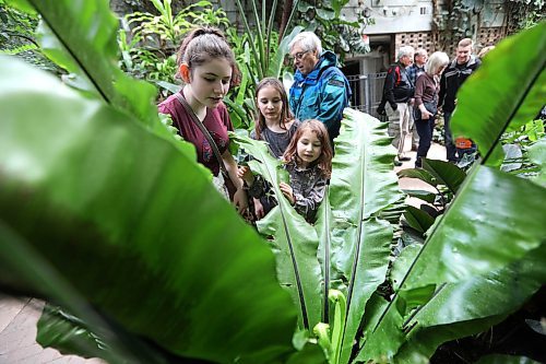 RUTH BONNEVILLE / WINNIPEG FREE PRESS

People flock to the Assiniboine Park Conservatory during its final days including this group of kids who look closely at new growth sprouting at the centre of leafy plant Wednesday.

The public has just over two months to say goodbye to the Assiniboine Park Conservatory.

The conservatory, which park officials say is the first memory many people have of Assiniboine Park, will shut down for good after Easter Monday, Apr. 2nd at 5pm.

Name of kids (sisters and friends):
 Leah Noel (11yrs, burgundy tall), Elilani Noel (9yrs, grey) and Aviva Noel (5yrs, front, side part).

Standup photo 

March 27,  2018

