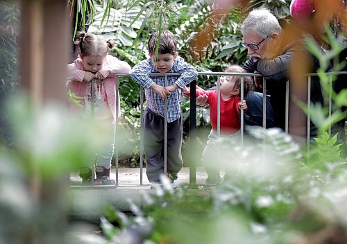 RUTH BONNEVILLE / WINNIPEG FREE PRESS

Three kids inquisitevely peer over and through the railing into the pond and wishing well at the Assiniboine Park Conservatory during its final days Wednesday.  
The kids are unrelated.  Names from left:
Addilyn Abdal (2yrs, pink), Nico Kusumoto (2yrs) and Bree Sourkes (11/2yrs, in red with grandpa).

The public has just over two months to say goodbye to the Assiniboine Park Conservatory.

The conservatory, which park officials say is the first memory many people have of Assiniboine Park, will shut down for good after Easter Monday, Apr. 2nd at 5pm.

It first opened in 1914 when many North American cities were constructing indoor tropical gardens, and was rebuilt in 1968. It will make way for the Canada's Diversity Gardens, a horticulture display several times its size and bigger in scope with its theme of cultural and plant diversity.


Standup photo 

March 27,  2018

