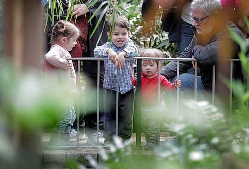 RUTH BONNEVILLE / WINNIPEG FREE PRESS

Three kids inquisitevely peer over and through the railing into the pond and wishing well at the Assiniboine Park Conservatory during its final days Wednesday.  
The kids are unrelated.  Names from left:
Addilyn Abdal (2yrs, pink), Nico Kusumoto (2yrs) and Bree Sourkes (11/2yrs, in red with grandpa).

The public has just over two months to say goodbye to the Assiniboine Park Conservatory.

The conservatory, which park officials say is the first memory many people have of Assiniboine Park, will shut down for good after Easter Monday, Apr. 2nd at 5pm.

It first opened in 1914 when many North American cities were constructing indoor tropical gardens, and was rebuilt in 1968. It will make way for the Canada's Diversity Gardens, a horticulture display several times its size and bigger in scope with its theme of cultural and plant diversity.


Standup photo 

March 27,  2018
