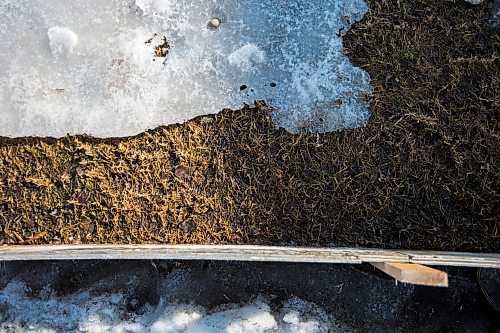 MIKAELA MACKENZIE / WINNIPEG FREE PRESS
Backyard rinks in Transcona in Winnipeg on Wednesday, March 28, 2018.
Mikaela MacKenzie / Winnipeg Free Press 28, 2018.