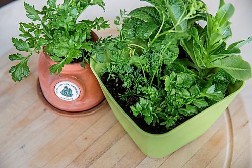 MIKE DEAL / WINNIPEG FREE PRESS
A re-grown roman, parsnips, celery and carrot at various stages of growth for a story on food-waste reduction in the home kitchen.
180329 - Thursday, March 29, 2018.