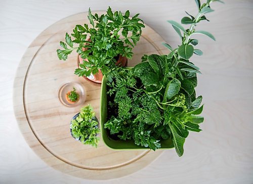 MIKE DEAL / WINNIPEG FREE PRESS
A re-grown roman, parsnips, celery and carrot at various stages of growth for a story on food-waste reduction in the home kitchen.
180329 - Thursday, March 29, 2018.