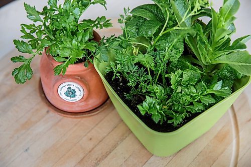 MIKE DEAL / WINNIPEG FREE PRESS
A re-grown roman, parsnips, celery and carrot at various stages of growth for a story on food-waste reduction in the home kitchen.
180329 - Thursday, March 29, 2018.