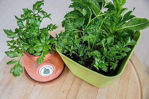 MIKE DEAL / WINNIPEG FREE PRESS
A re-grown roman, parsnips, celery and carrot at various stages of growth for a story on food-waste reduction in the home kitchen.
180329 - Thursday, March 29, 2018.