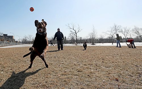TREVOR HAGAN / WINNIPEG FREE PRESS
Jake, a chocolate lab, jumps for a ball thrown by Bill Gould in the Charleswood Dog Park, Sunday, April 1, 2018.