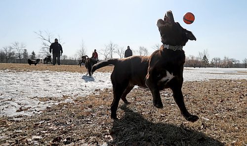 TREVOR HAGAN / WINNIPEG FREE PRESS
Cooper, a chocolate lab, jumps for a ball thrown by Bill Gould in the Charleswood Dog Park, Sunday, April 1, 2018.