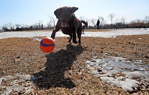 TREVOR HAGAN / WINNIPEG FREE PRESS
Jake, a chocolate lab, jumps for a ball thrown by Bill Gould in the Charleswood Dog Park, Sunday, April 1, 2018.