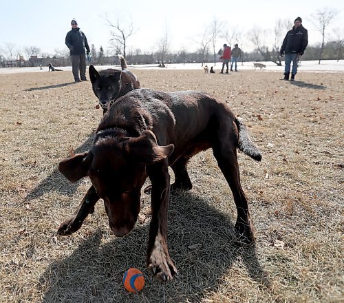 TREVOR HAGAN / WINNIPEG FREE PRESS
Trinity, top, and Jake, racing for a ball thrown by Bill Gould, left, as Jeff Seaman looks on, in the Charleswood Dog Park, Sunday, April 1, 2018.