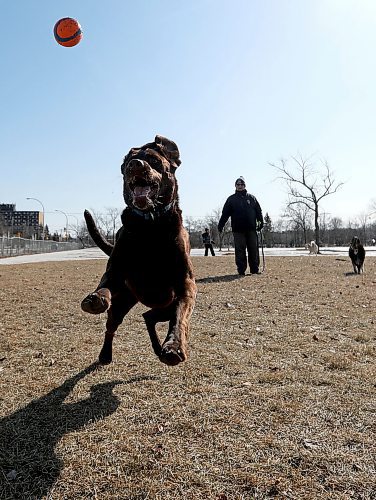 TREVOR HAGAN / WINNIPEG FREE PRESS
Jake, racing for a ball thrown by Bill Gould in the Charleswood Dog Park, Sunday, April 1, 2018.