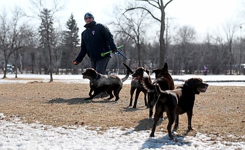 TREVOR HAGAN / WINNIPEG FREE PRESS
Jake, a chocolate lab, starts to run after a ball before it's thrown by Bill Gould in the Charleswood Dog Park, Sunday, April 1, 2018.