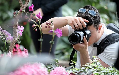 TREVOR HAGAN / WINNIPEG FREE PRESS
Vince Blais-Shiokawa photographs flowers inside the Assiniboine Park Conservatory, Sunday, April 1, 2018.