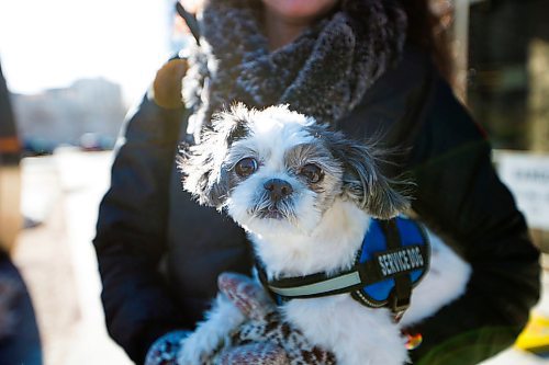 MIKAELA MACKENZIE / WINNIPEG FREE PRESS
Darya Omelchenko, who has gotten has gotten special permission to bring her therapy dog, peanut, into court with her pauses for a portrait on her way into the Law Courts in Winnipeg on Tuesday, April 3, 2018. Shes an immigration consultant, and is going to testify that she was physically assaulted by another immigration lawyer when she worked for him.
Mikaela MacKenzie / Winnipeg Free Press 03, 2018.