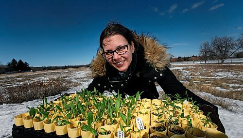 PHIL HOSSACK / WINNIPEG FREE PRESS - Living Prairie Museumdirector Sarah Semmler poses with plugs of native plants called Flodman's Thistle. See Carol Sander's story. - April 4, 2018