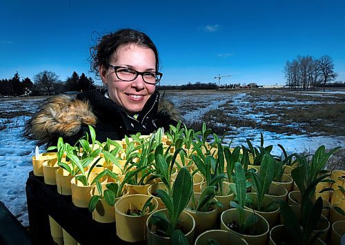 PHIL HOSSACK / WINNIPEG FREE PRESS - Living Prairie Museumdirector Sarah Semmler poses with plugs of native plants called Flodman's Thistle. See Carol Sander's story. - April 4, 2018